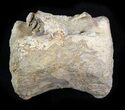 Unidentified Dinosaur Caudal Vertebrae - Aguja Formation, Texas #31725-2